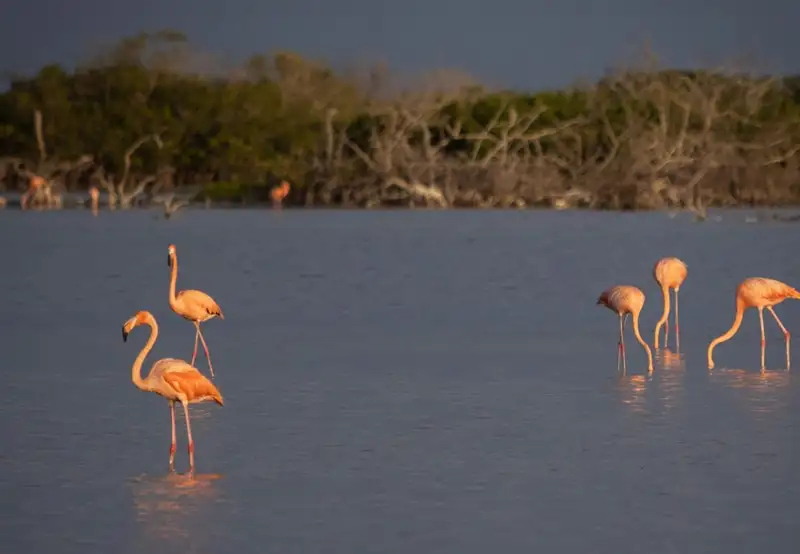 Observe Flamingos at the Lagoon