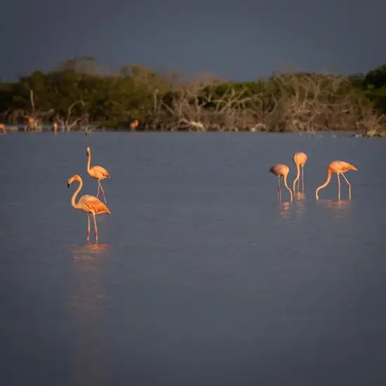 Image related to Observe Flamingos at the Lagoon