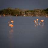 Image related to Observe Flamingos at the Lagoon