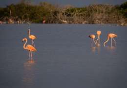 IgluCruise.Application.ViewModels.Shared.WebImageViewModel?.Description