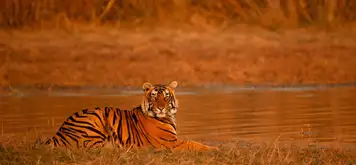 Image related to Ranthambore - Morning Jungle Safari