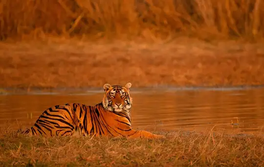 Image related to Ranthambore - Morning Jungle Safari