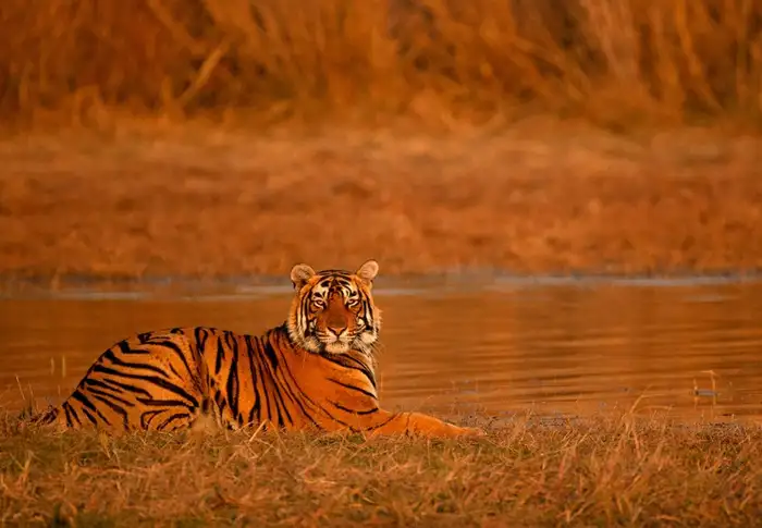 Photo of Day 6: Ranthambore - Morning Jungle Safari