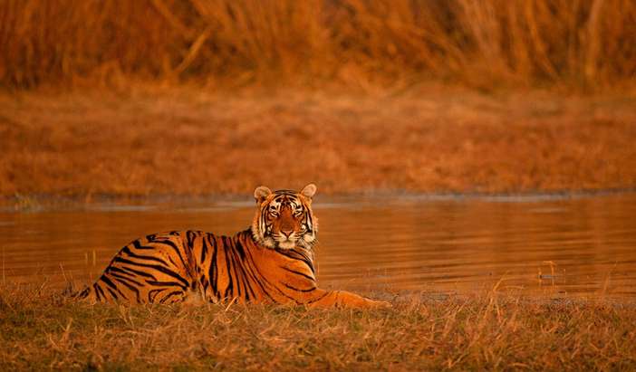 Ranthambore - Morning Jungle Safari