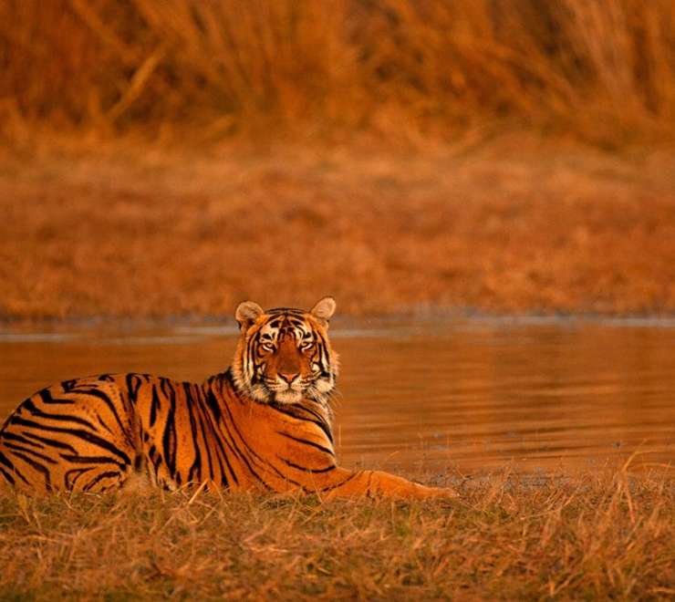 Ranthambore - Morning Jungle Safari