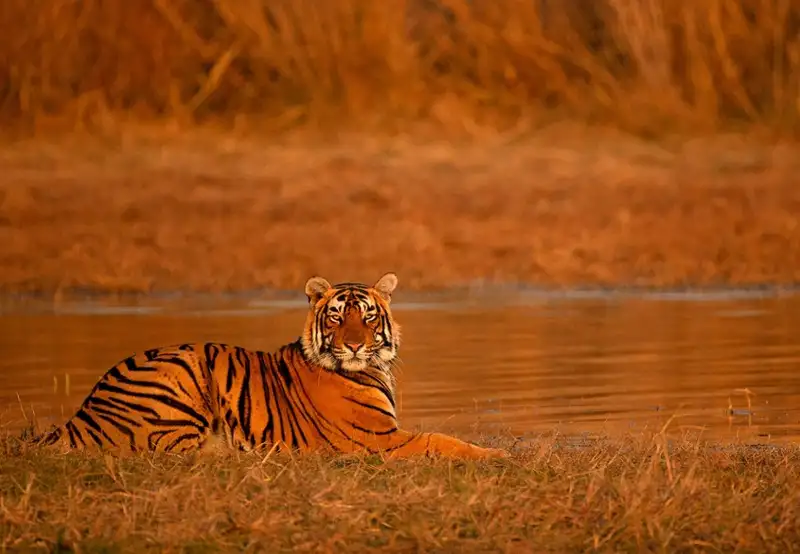 Ranthambore - Morning Jungle Safari