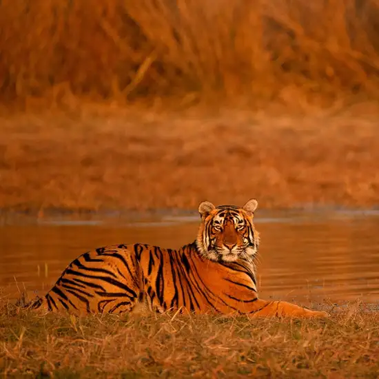 Image related to Ranthambore - Morning Jungle Safari