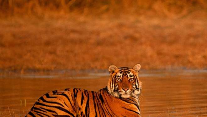 Experience the Thrill of a Ranthambore Safari