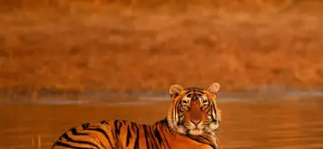 Image related to Ranthambore - Morning Jungle Safari