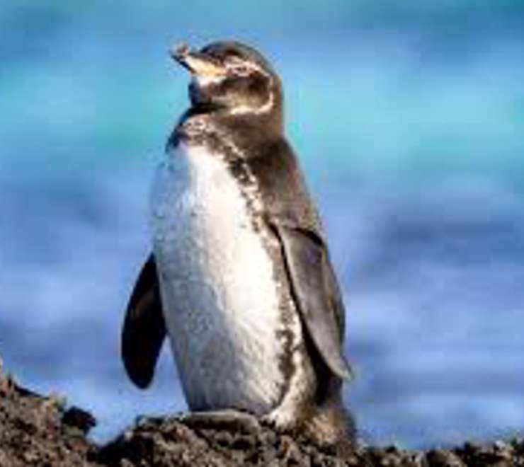 Penguin Watching