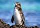 Penguin Watching