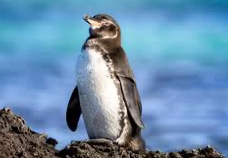 Penguin Watching