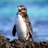 Image related to Penguin Watching
