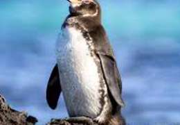 IgluCruise.Application.ViewModels.Shared.WebImageViewModel?.Description