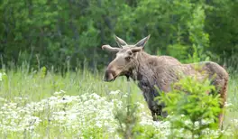 Image related to Wildlife 