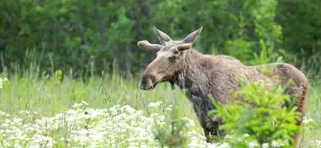 Image related to Wildlife 