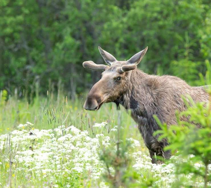 Wildlife 