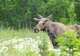 Wildlife 