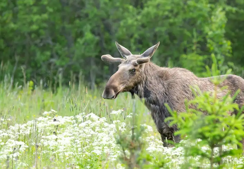 Wildlife 