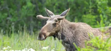 Image related to Wildlife 