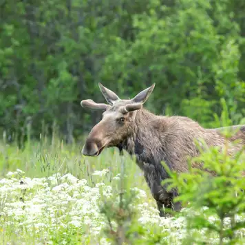 Image related to Wildlife 