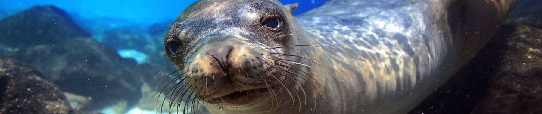 Galapagos cruises