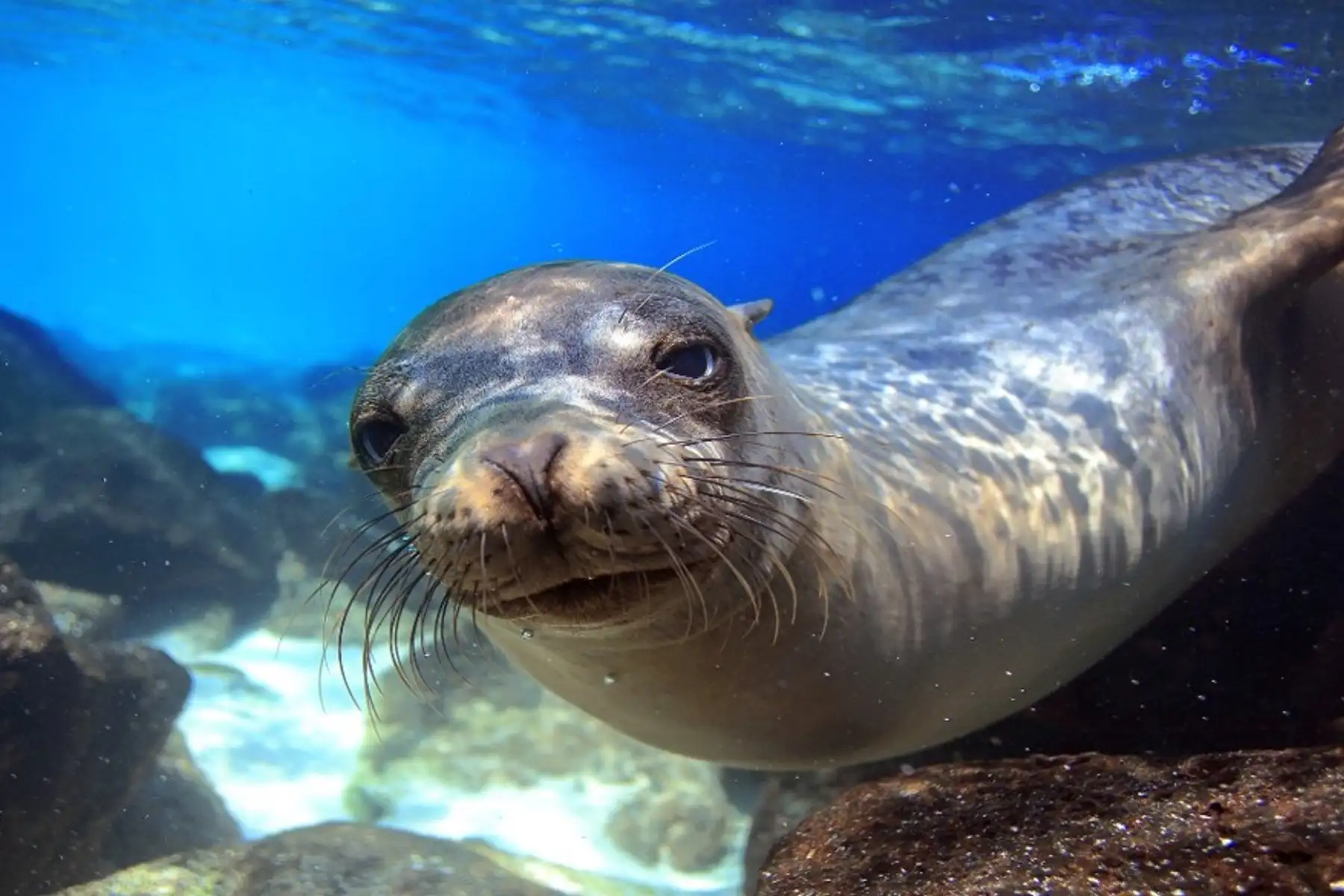 Image related to Galapagos Cruise Deals
