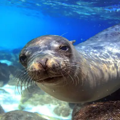 Cruise holiday campaign