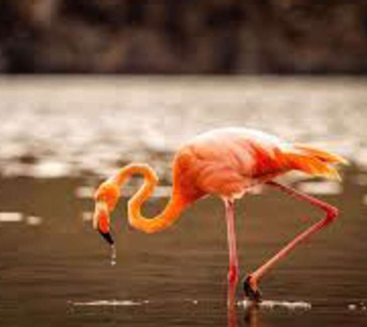 Spot Flamingos at the Saltwater Lagoon