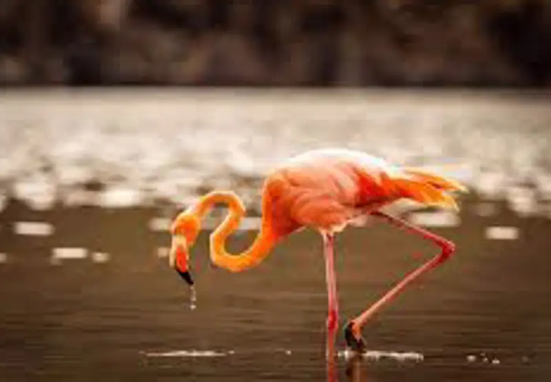Spot Flamingos at the Saltwater Lagoon