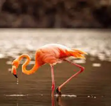 Image related to Spot Flamingos at the Saltwater Lagoon