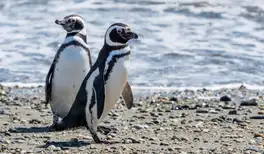 Image related to Magellan Penguins Natural Reserve 