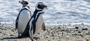 Image related to MAgellan Penguins Natural Reserve