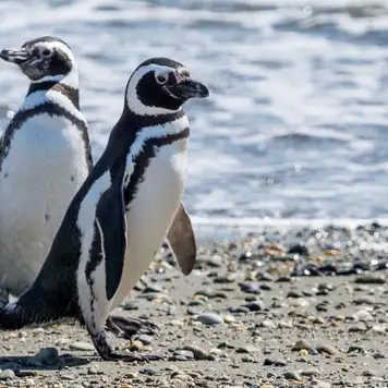 Image related to Magellan Penguins Natural Reserve 