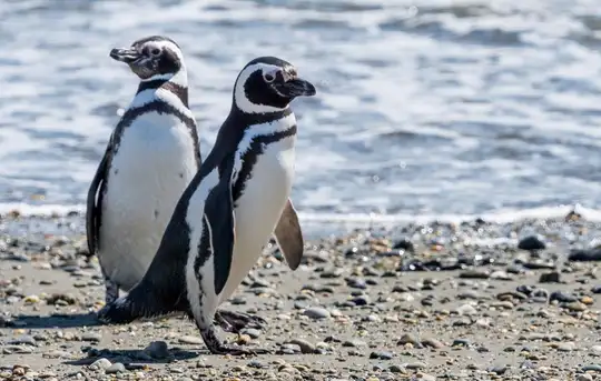 Magellan Penguins Natural Reserve 