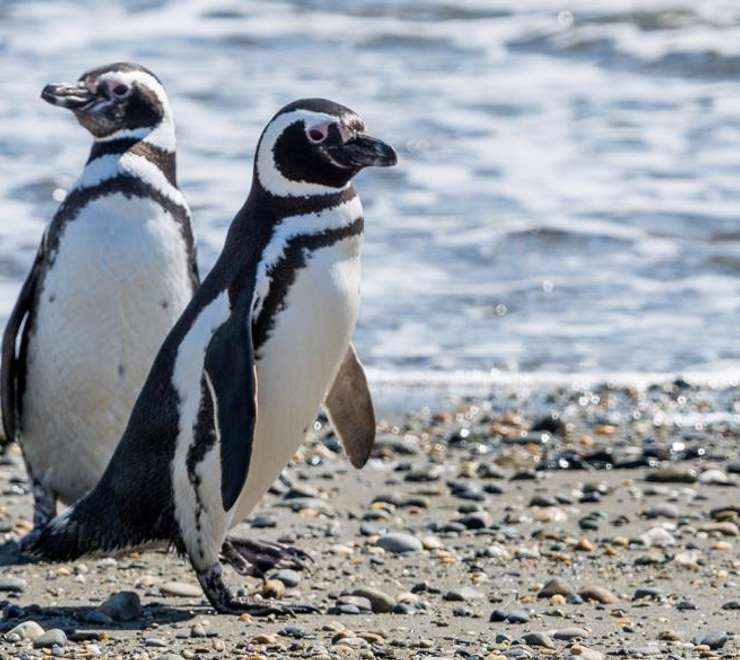 Magellan Penguins Natural Reserve 