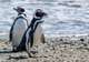 Magellan Penguins Natural Reserve 