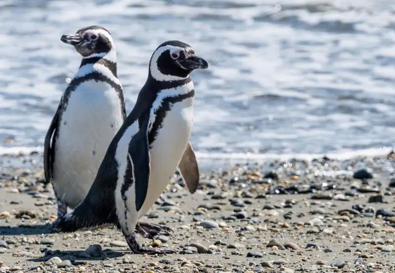 MAgellan Penguins Natural Reserve