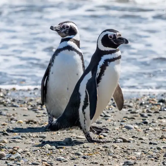Magellan Penguins Natural Reserve 