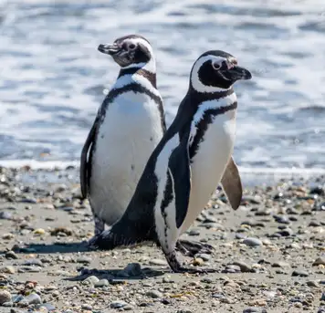 Image related to Magellan Penguins Natural Reserve 