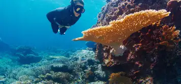 Image related to Palolo Deep Marine Reserve