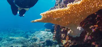 Image related to Palolo Deep Marine Reserve