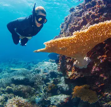 Image related to Image related to Palolo Deep Marine Reserve