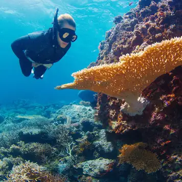 Image related to Palolo Deep Marine Reserve