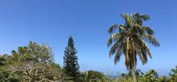 Image related to Montserrat National Trust