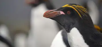 Search for Macaroni Penguins