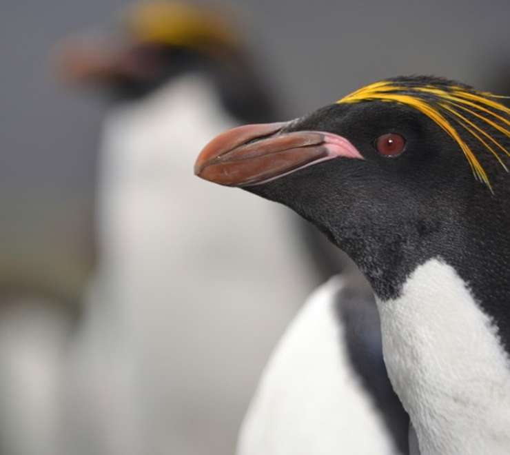 Search for Macaroni Penguins