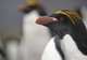 Search for Macaroni Penguins