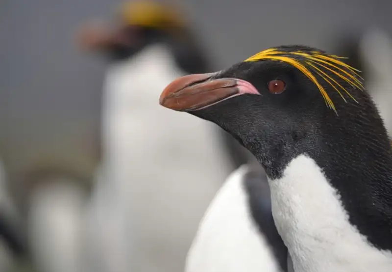 Search for Macaroni Penguins