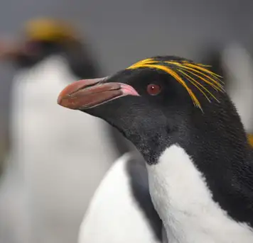 Search for Macaroni Penguins
